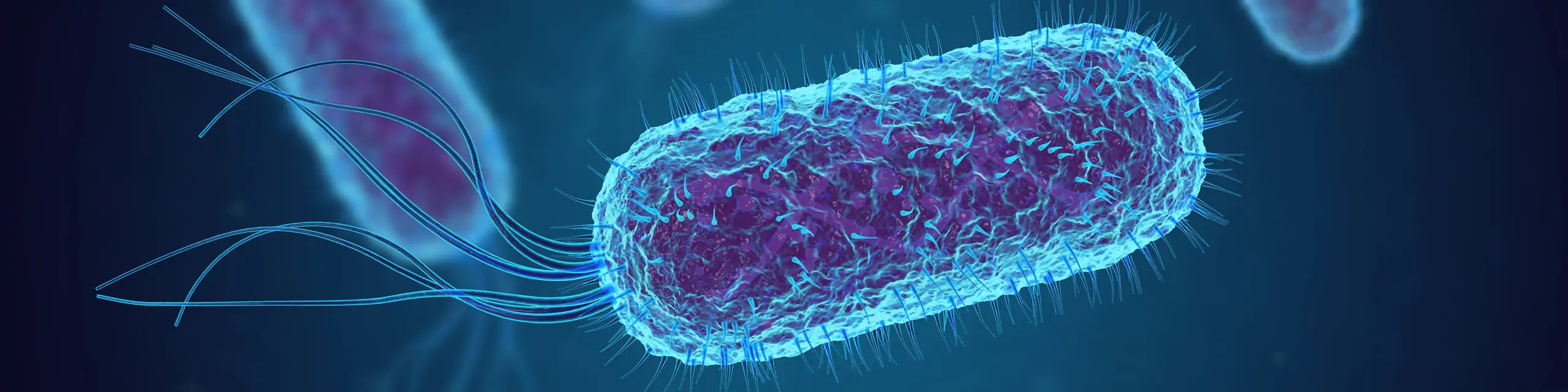 E. coli